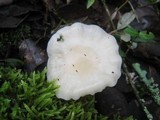 Hygrocybe virginea var. virginea image