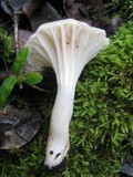 Hygrocybe virginea var. virginea image