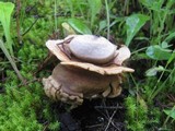 Geastrum triplex image