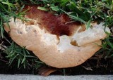 Abortiporus biennis image