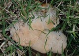 Abortiporus biennis image