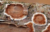 Peniophora albobadia image