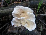 Byssomerulius corium image
