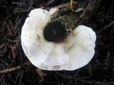 Byssomerulius corium image