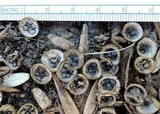 Cyathus stercoreus image