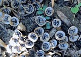 Cyathus stercoreus image