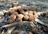 Cyathus stercoreus image