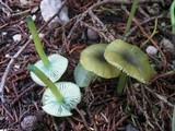 Entoloma incanum image