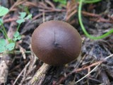 Entoloma hebes image