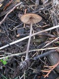 Entoloma hebes image