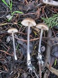 Entoloma hirtipes image