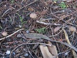 Entoloma hirtipes image