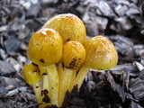 Bolbitius titubans var. olivaceus image