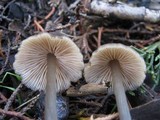 Entoloma hirtipes image