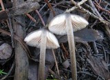 Entoloma hirtipes image