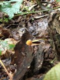 Marasmius siccus image