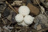 Lycoperdon curtisii image