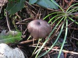 Entoloma asprellum image