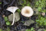 Contumyces rosellus image