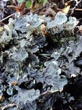 Peltigera membranacea image