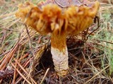 Cortinarius mucosus image