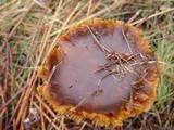 Cortinarius mucosus image