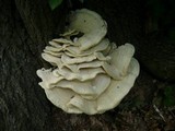 Bondarzewia berkeleyi image
