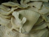 Bondarzewia berkeleyi image