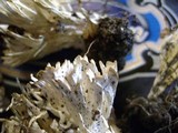 Tremellodendron pallidum image