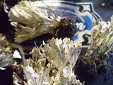 Tremellodendron pallidum image