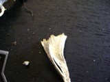 Tremellodendron pallidum image