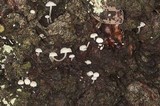 Mycena albissima image