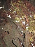 Mycena albissima image
