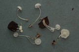 Mycena albissima image