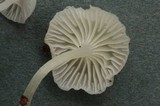 Mycena albissima image