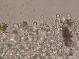 Mycena albissima image