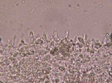 Mycena albissima image