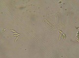 Mycena albissima image
