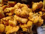 Cantharellus lateritius image