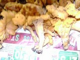 Cantharellus lateritius image
