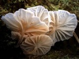 Hemimycena candida image