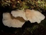 Hemimycena candida image