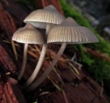 Mycena maculata image