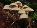 Mycena maculata image