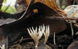 Aphelaria tuberosa image