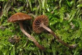 Psilocybe montana image
