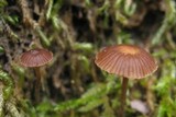 Psilocybe montana image