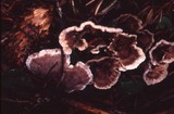 Hyphodontia spathulata image