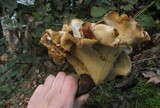 Royoporus badius image