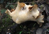 Royoporus badius image